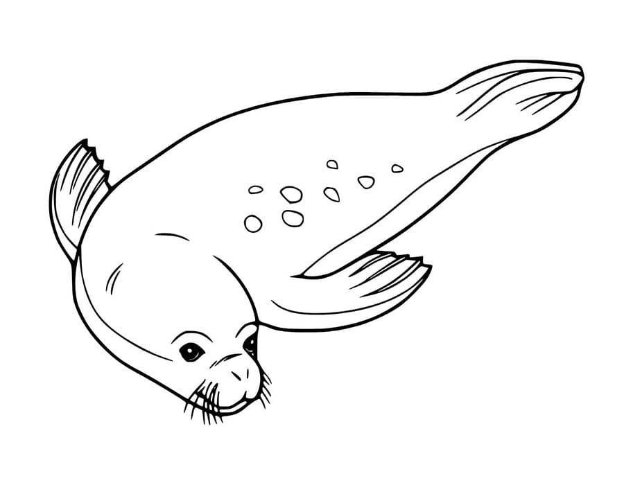 Zeehond voor kinderen